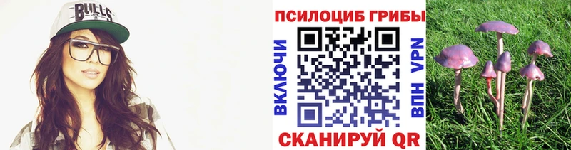 где можно купить Шахунья Галлюциногенные грибы Psilocybine cubensis